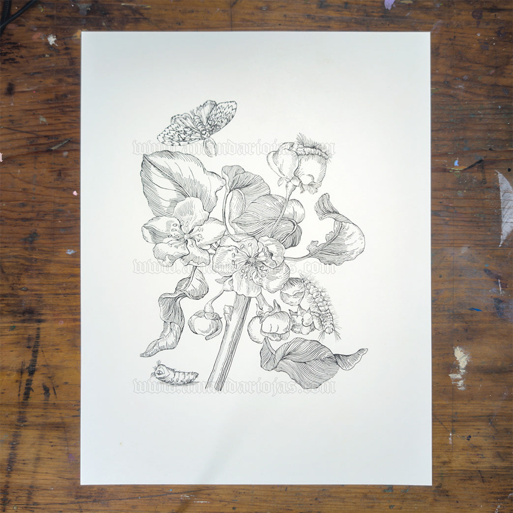 Apple Blossom - Maria Sibylla Merian - Ink Original