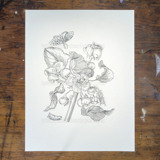 Apple Blossom - Maria Sibylla Merian - Ink Original