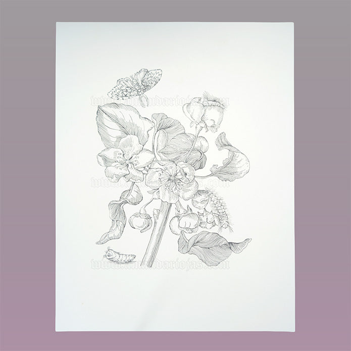 Apple Blossom - Maria Sibylla Merian - Ink Original