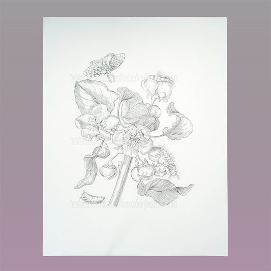 Apple Blossom - Maria Sibylla Merian - Ink Original